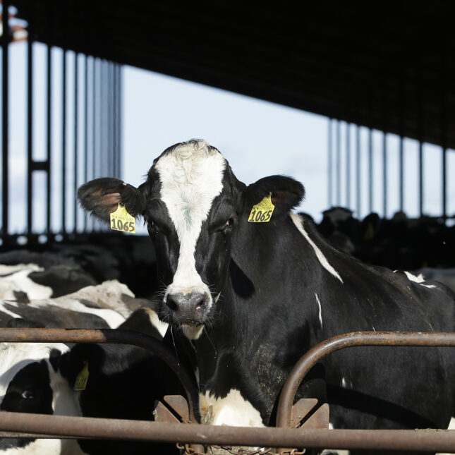 Cows are seen at a dairy in California. -- infectious disease coverage from STAT