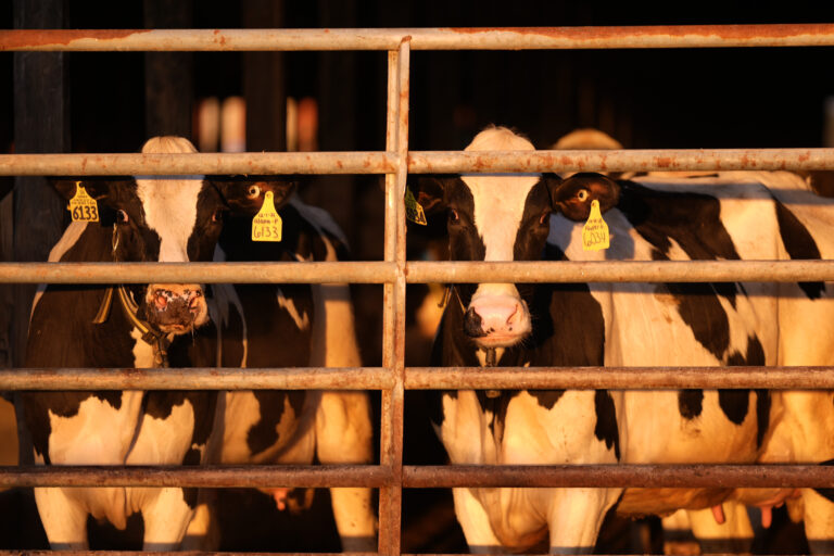 Two dairy cows look out from inside a barn under warm lighting — first opinion coverage from STAT