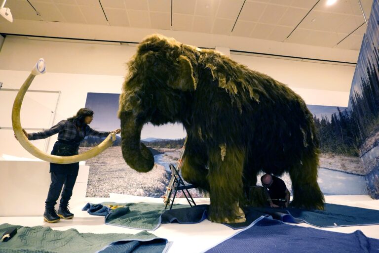 A woolly mammoth (Mammuthus primigenius) is installed at the American Museum of Natural History. -- coverage from STAT