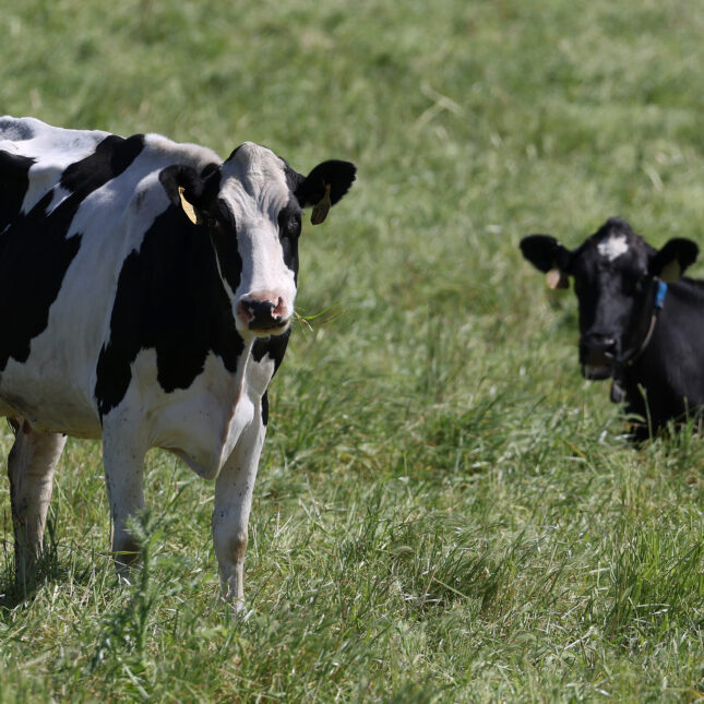 A cow looks up, standing in a grass field, while another cow sits in the back — health coverage from STAT