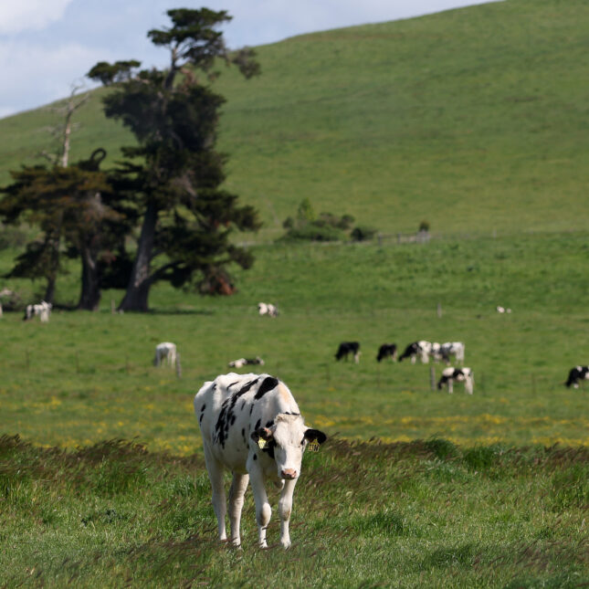 Cows graze in a field at a dairy farm on April 26, 2024 in Petaluma, California. The U.S. Department of Agriculture is ordering dairy producers to test cows that produce milk for infections from highly pathogenic avian influenza (HPAI H5N1) before the animals are transported to a different state following the discovery of the virus in samples of pasteurized milk taken by the Food and Drug Administration.