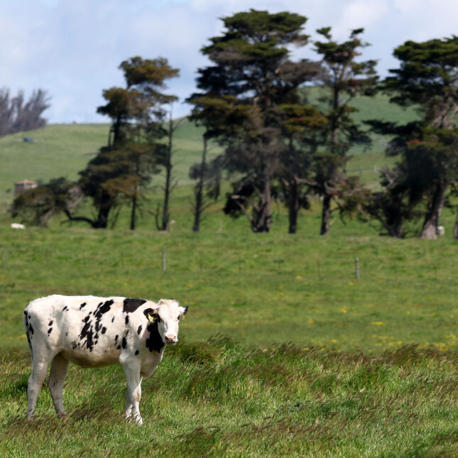 A cow looks up while walking through the grass field of a dairy farm where several trees stand behind it — health coverage from STAT