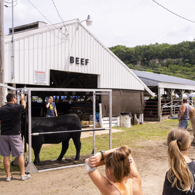 Two girls watch a cattle weigh-in at the Winneshiek County Fair in Decorah, Iowa on Tuesday, July 9, 2024. ).