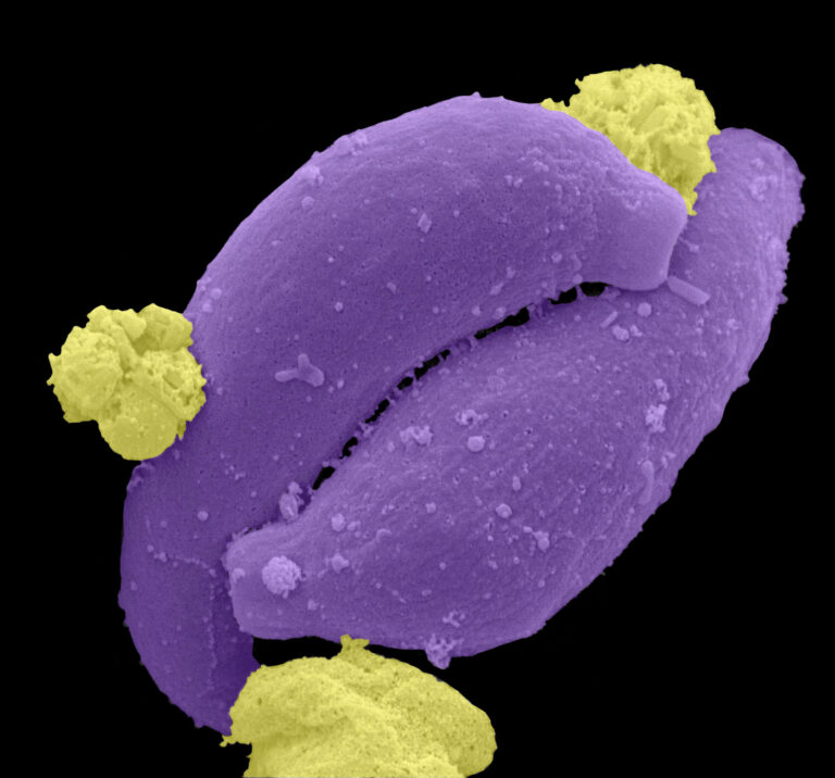 A scanning electron microscope image of a malaria parasite.